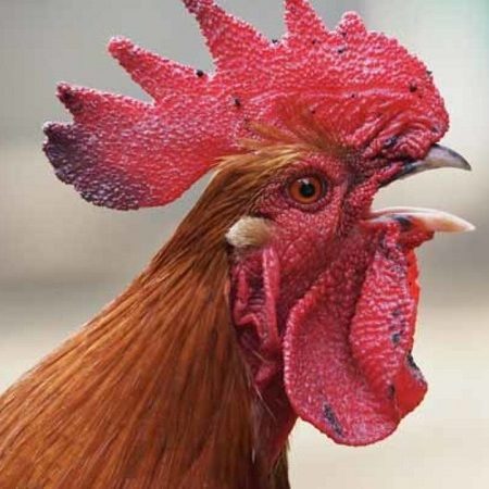 Nấm họng gà đá là gì? Cách trị bệnh nấm gà hiệu quả