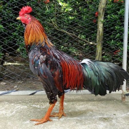 Bí quyết xem tướng gà chọi tốt nhất, mạnh nhất