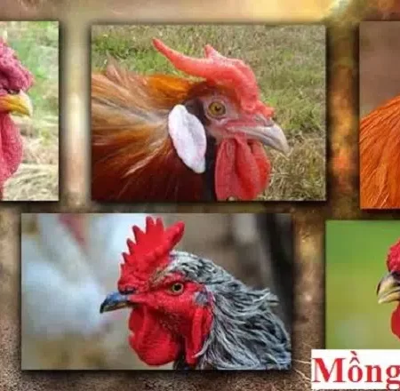 Các loại mào gà tốt nhất mà các sư kê nên chọn