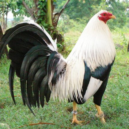 Cách nuôi gà nòi Mỹ hiệu quả nhất của các sư kê