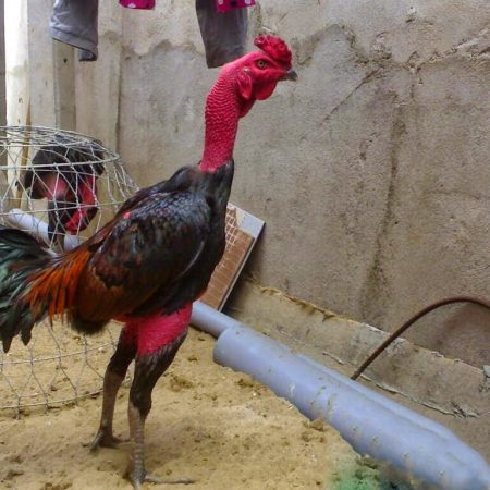 Hướng dẫn chăm sóc gà chọi bị thương tại Daga388