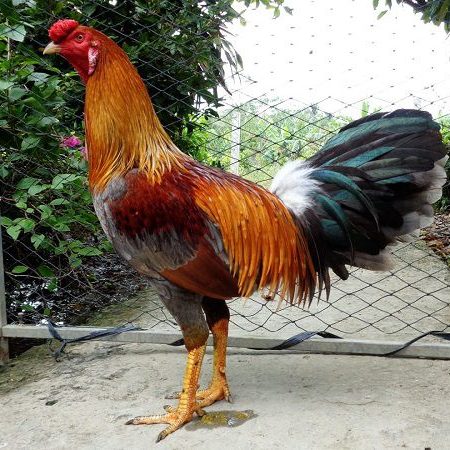Típ xác định gà trống tốt tại daga388