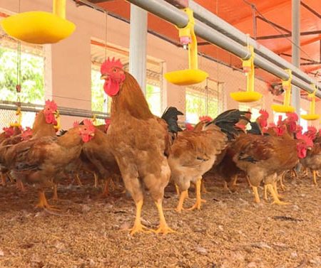 Cách kiểm soát ruồi trong chuồng gà hiệu quả
