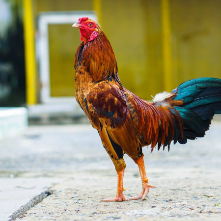 Hướng dẫn nuôi gà đá từ 6 tháng tuổi hiệu quả 