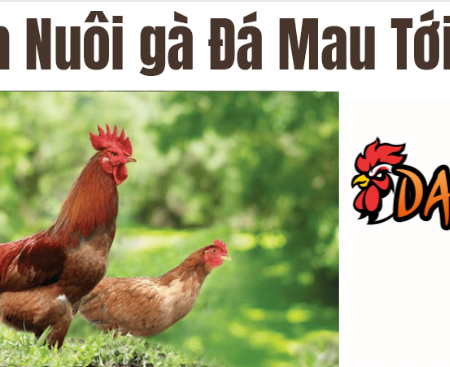 Bí quyết chữa bệnh gà bằng thuốc Nam dễ thực hiện và hiệu quả nhất