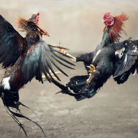 Bí kíp chọn gà chọi đá hay, ra đòn độc