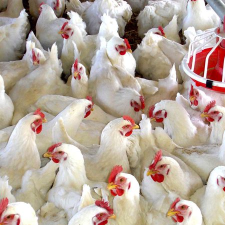 Cung cấp axit amin cho gà tại Daga388