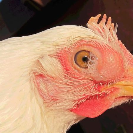 Bệnh hen gà là gì? Hướng dẫn điều trị hiệu quả nhất