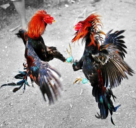 Luật đá gà cựa sắt mới nhất thời điểm hiện tại