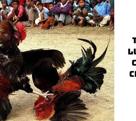 Hình thức đá gà cựa tròn tại Daga388