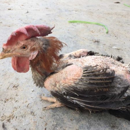 Gà ăn lông là bệnh gì? Cách trị gà ăn lông hiệu quả