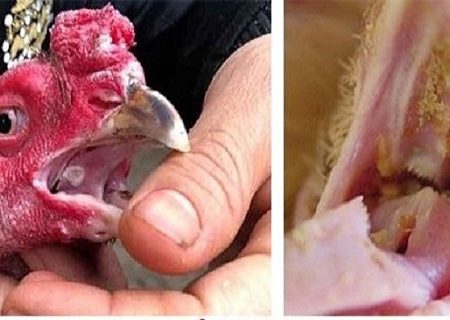 Đẹn gà là gì? Chữa đẹn gà hiệu quả tại nhà