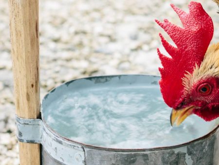 Gà chọi uống quá nhiều nước có sao không? Cách chữa khi gà chọi uống nhiều nước