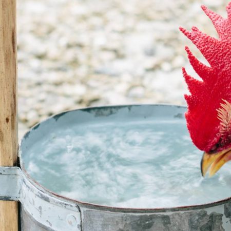 Gà chọi uống quá nhiều nước có sao không? Cách chữa khi gà chọi uống nhiều nước