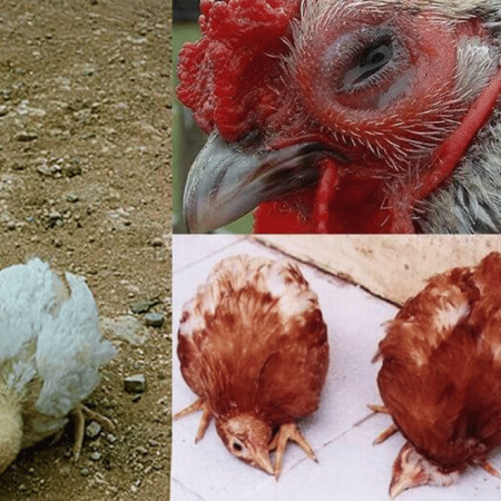 Hướng dẫn chữa bệnh gà rù hiệu quả ngay tại nhà