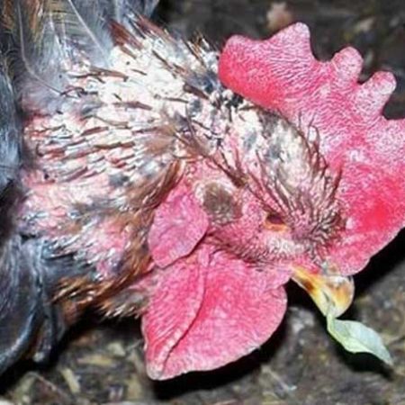 Chữa lác gà đá đơn giản ở tại nhà