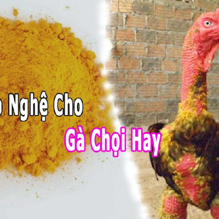 Mẹo vào nghệ cho gà chọi giúp gà đá sung