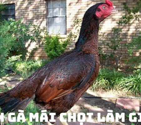Hướng dẫn chọn gà mái chọi làm giống tốt nhất