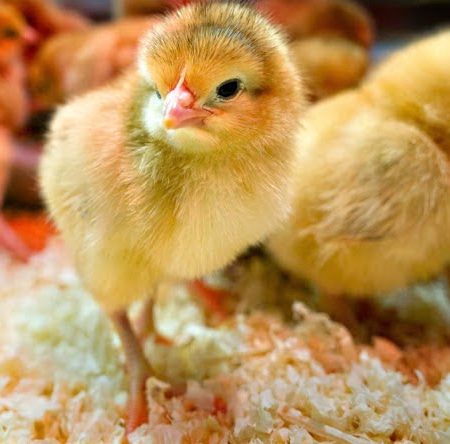 Các tiêu chuẩn chọn gà giống mà các sư kê cần biết tại Daga388