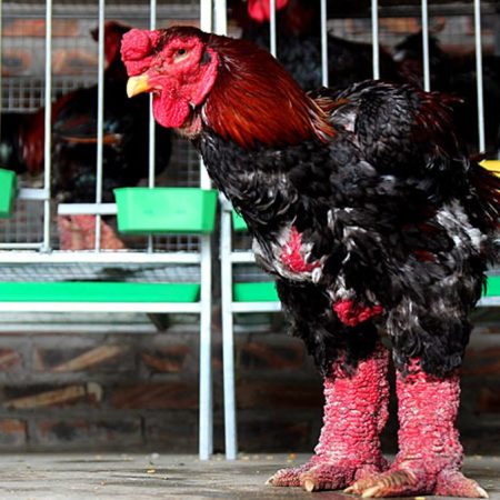 Tip chăn nuôi gà đông tảo thuần chủng tại Daga388