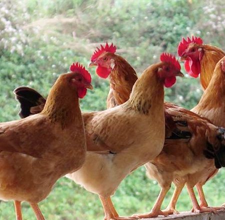 Hướng dẫn chăn nuôi gà ri lai hiệu quả tại Daga388