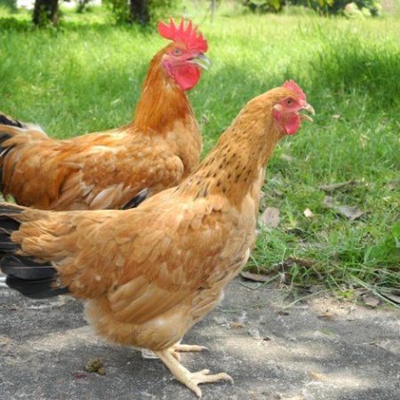 Cách nuôi gà tàu vàng hiệu quả tại Daga388
