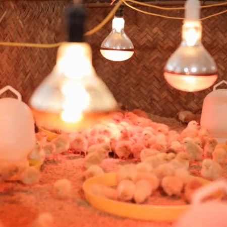 Hướng dẫn cách úm gà còn có hiệu quả cao tại Daga388