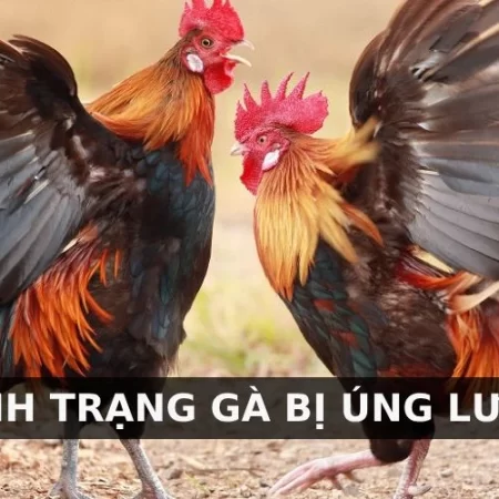 Gà úng lườn là gì? Cách trị gà úng lườn đơn giản