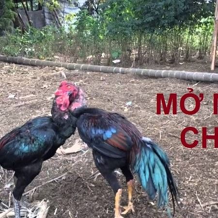 Mở mỏ gà đá như thế nào đúng kỹ thuật