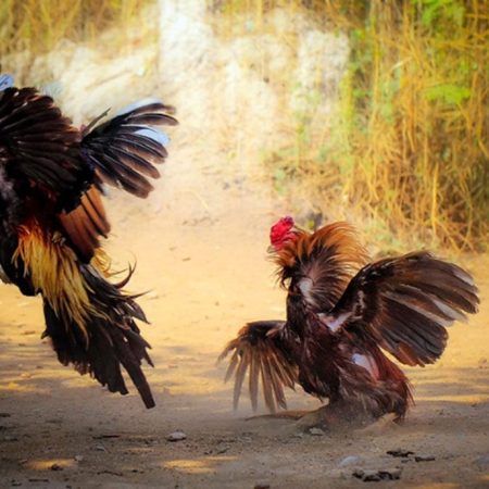 Xổ gà là gì? Tìm hiểu về xổ gà