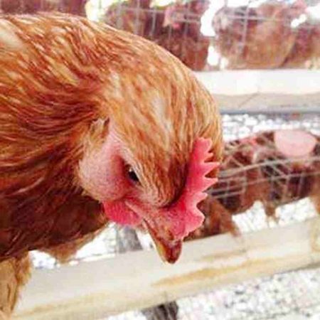 Kén gà là gì? Cách trị bệnh kén gà nhanh chóng nhất