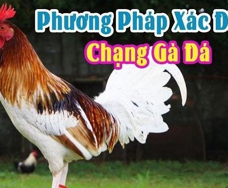 Chạng gà là gì? Bí quyết tính chạng gà chuẩn nhất