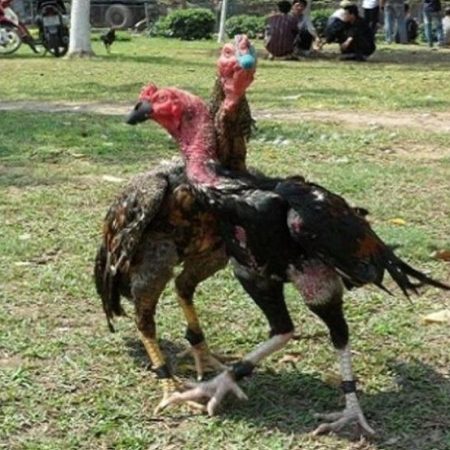 Gà đá ôm đấm là gì? Tìm hiểu về gà đá ôm đấm