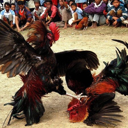 Luật ghép gà đá chuẩn nhất 2024