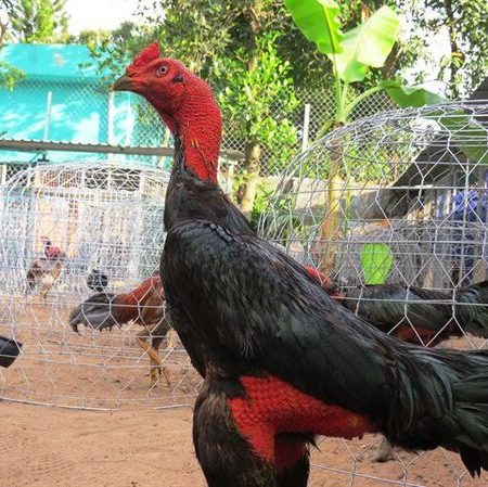 Gà đòn là gì? – Nhận biết và kỹ năng gà đòn như thế nào?