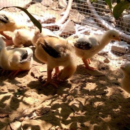 Khắc phục gà đông tảo mổ cắn nhau  tại Daga388