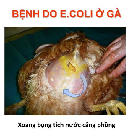 Bệnh E Coli ở gà? Phương pháp điều trị hiệu quả tại nhà