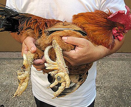Gà chín cựa là gì? Tìm hiểu về giống gà này