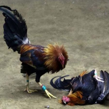 Gà đá bị rút gân – Chữa gà đá bị rút gân hiệu quả